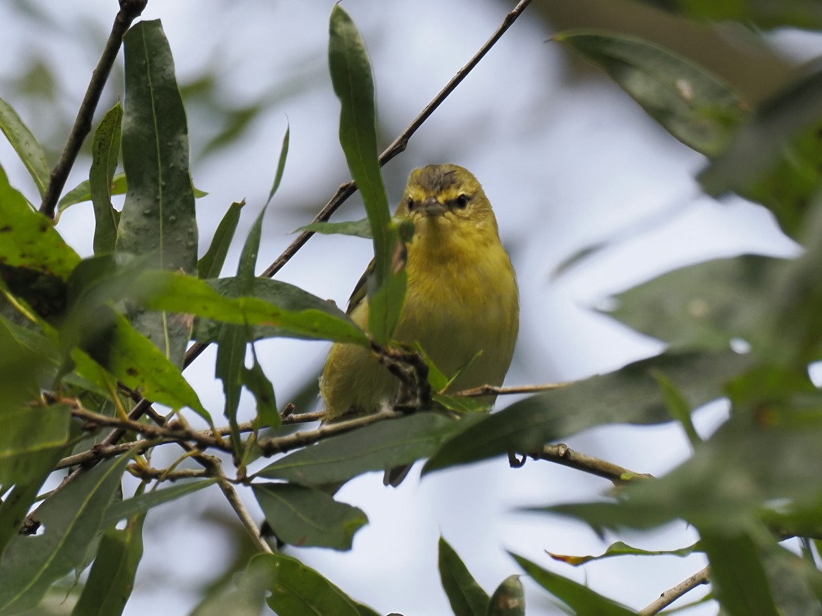 Tennessee Warbler - ML642088175