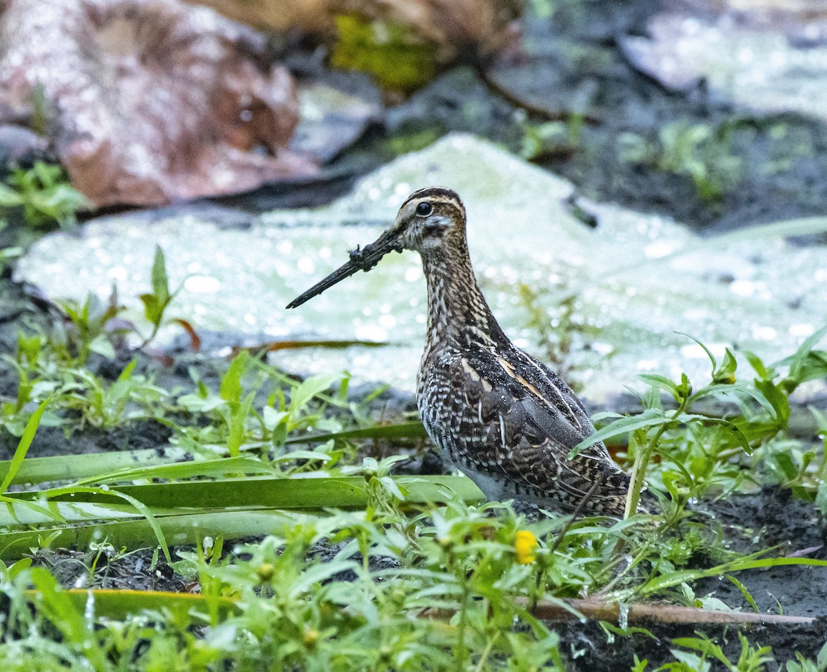Wilson's Snipe - ML642088182