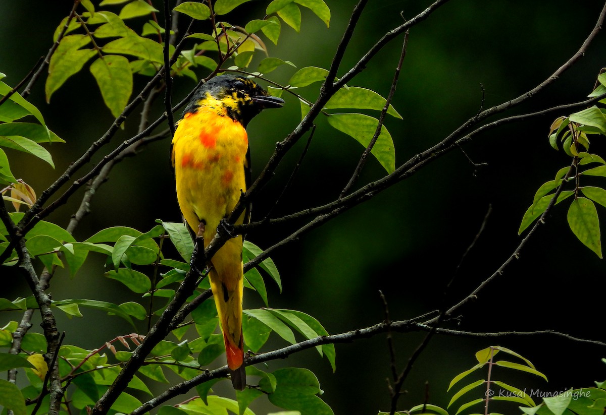 Orange Minivet - ML642088200
