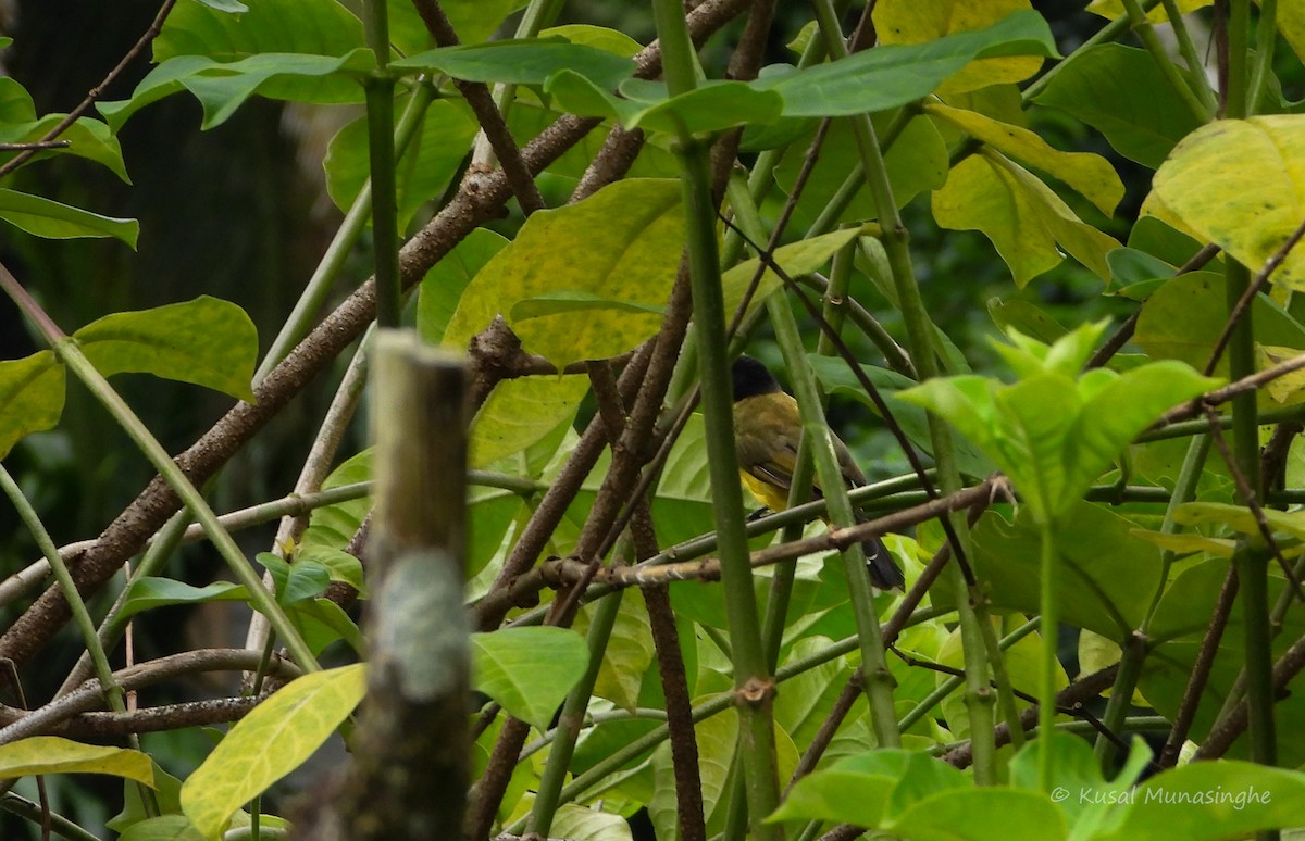 Black-capped Bulbul - ML642088223