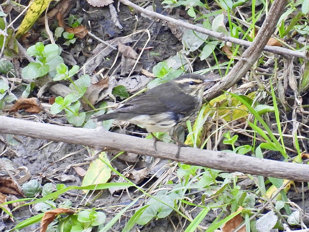 Northern Waterthrush - ML642088240