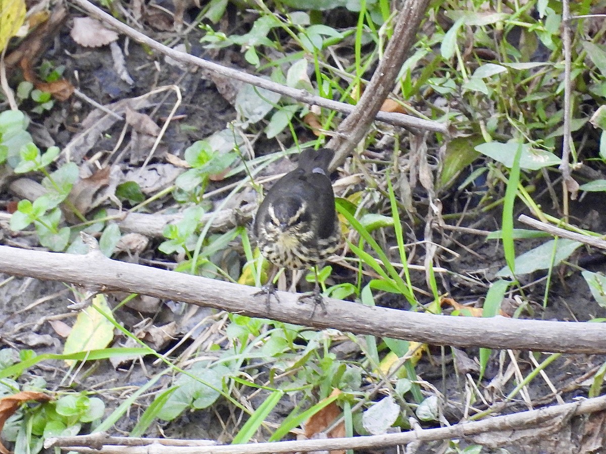 Northern Waterthrush - ML642088241