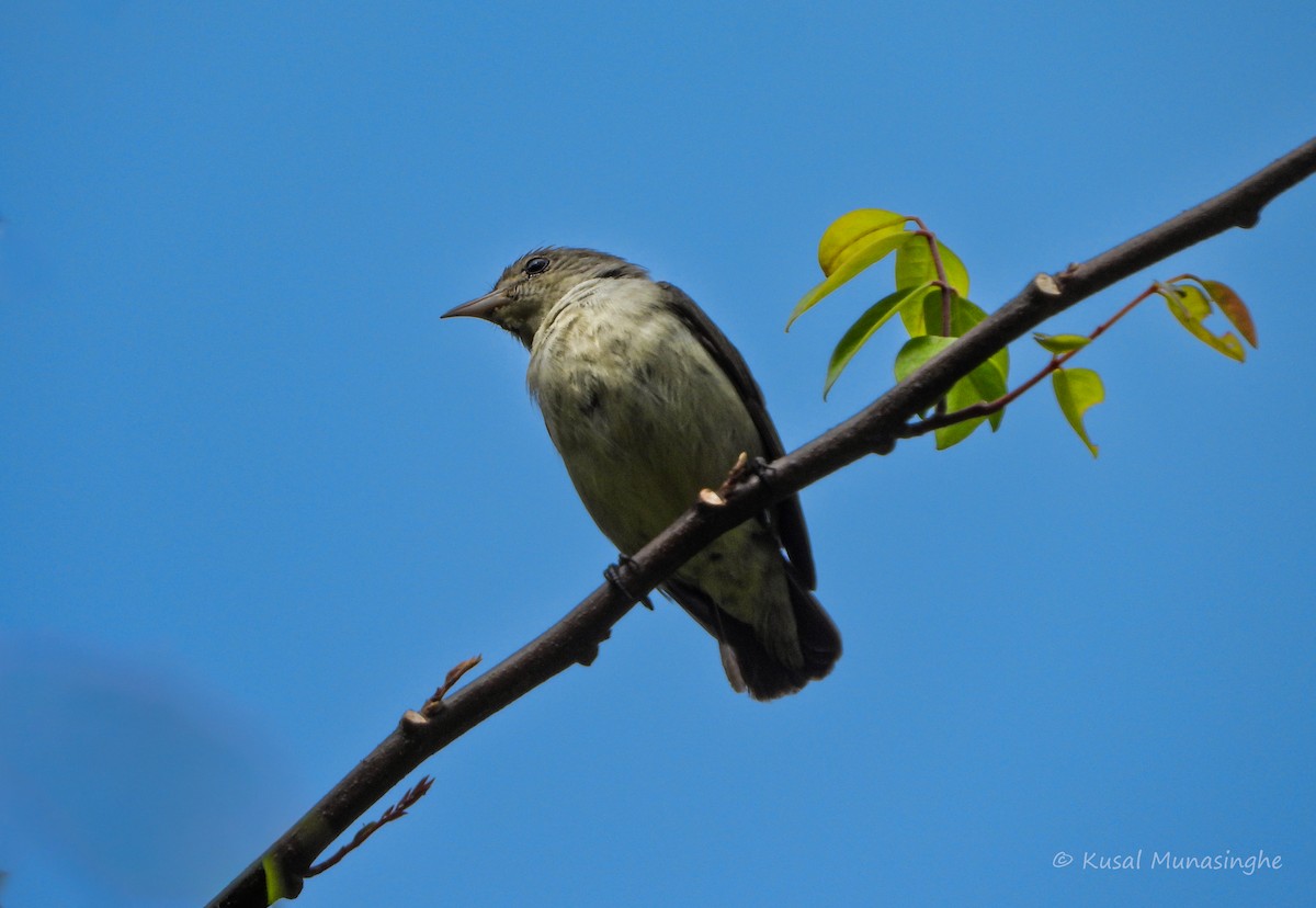 Pale-billed Flowerpecker - ML642088242