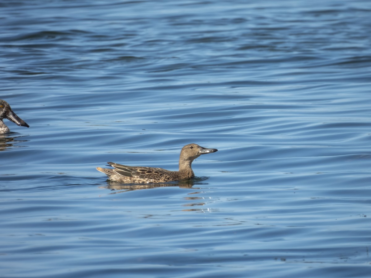 Cinnamon Teal - ML642088260