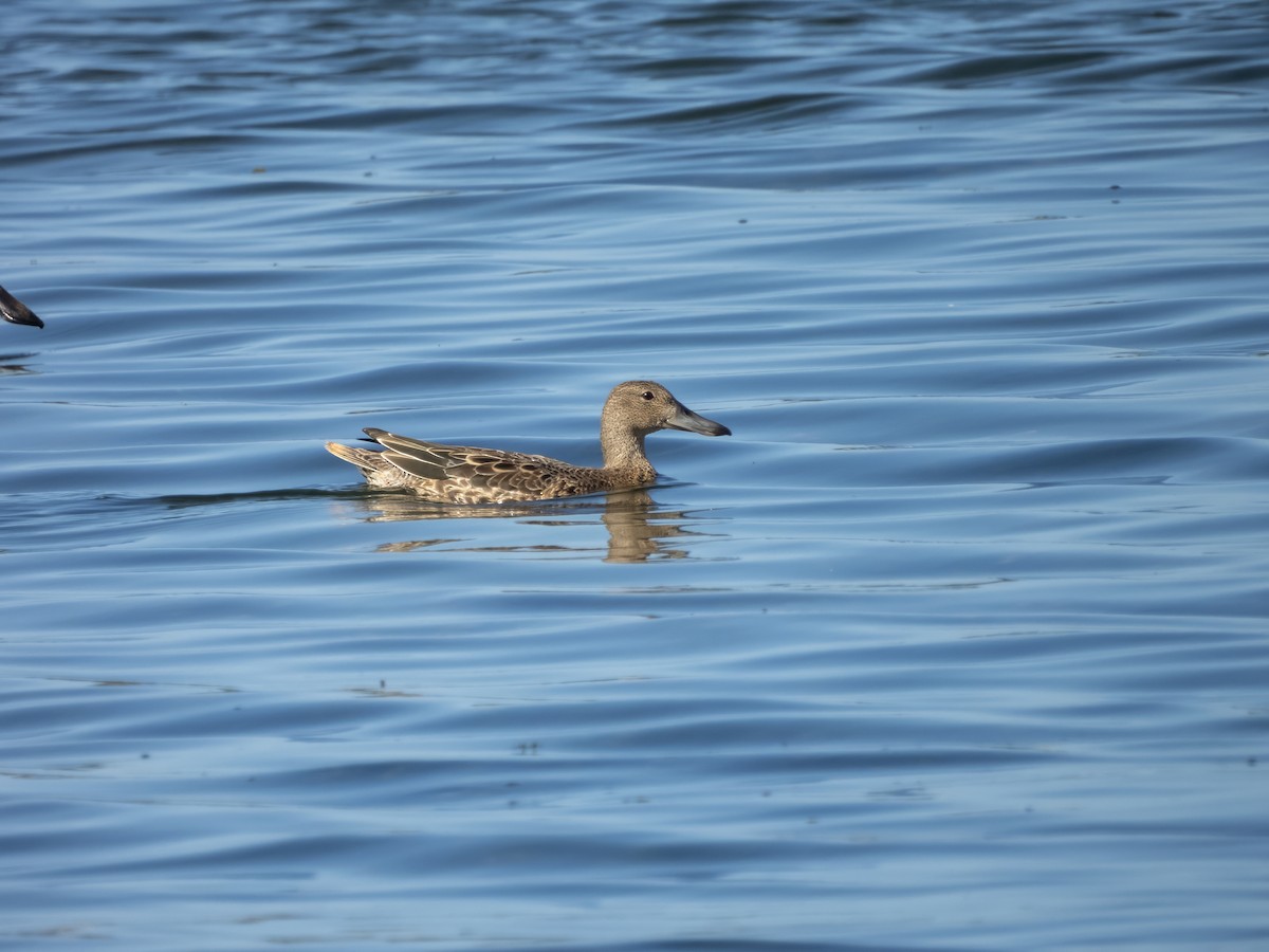 Cinnamon Teal - ML642088261