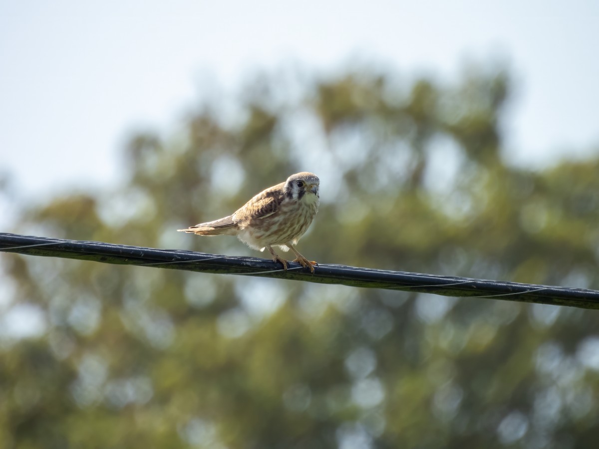 American Kestrel - ML642088263