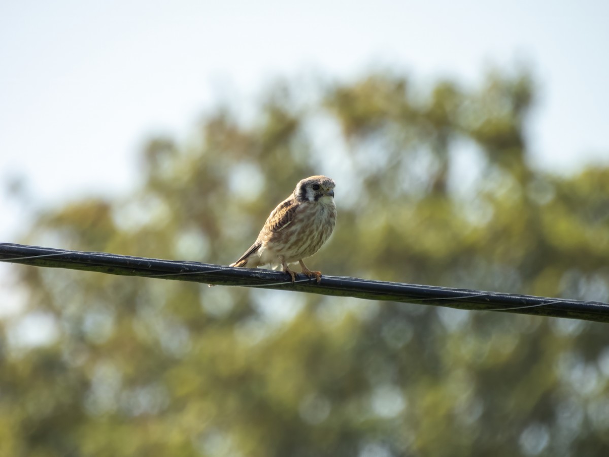 American Kestrel - ML642088264
