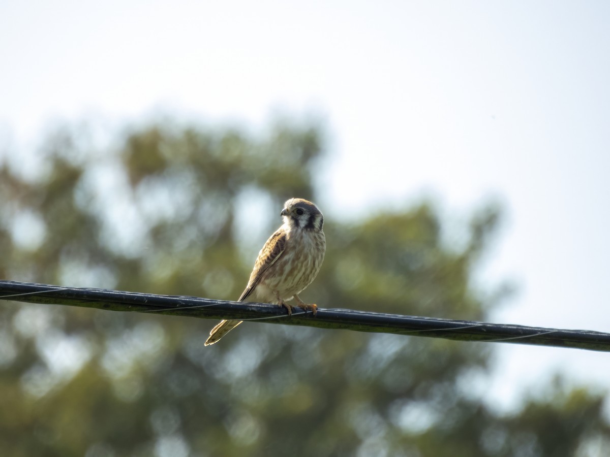 American Kestrel - ML642088265