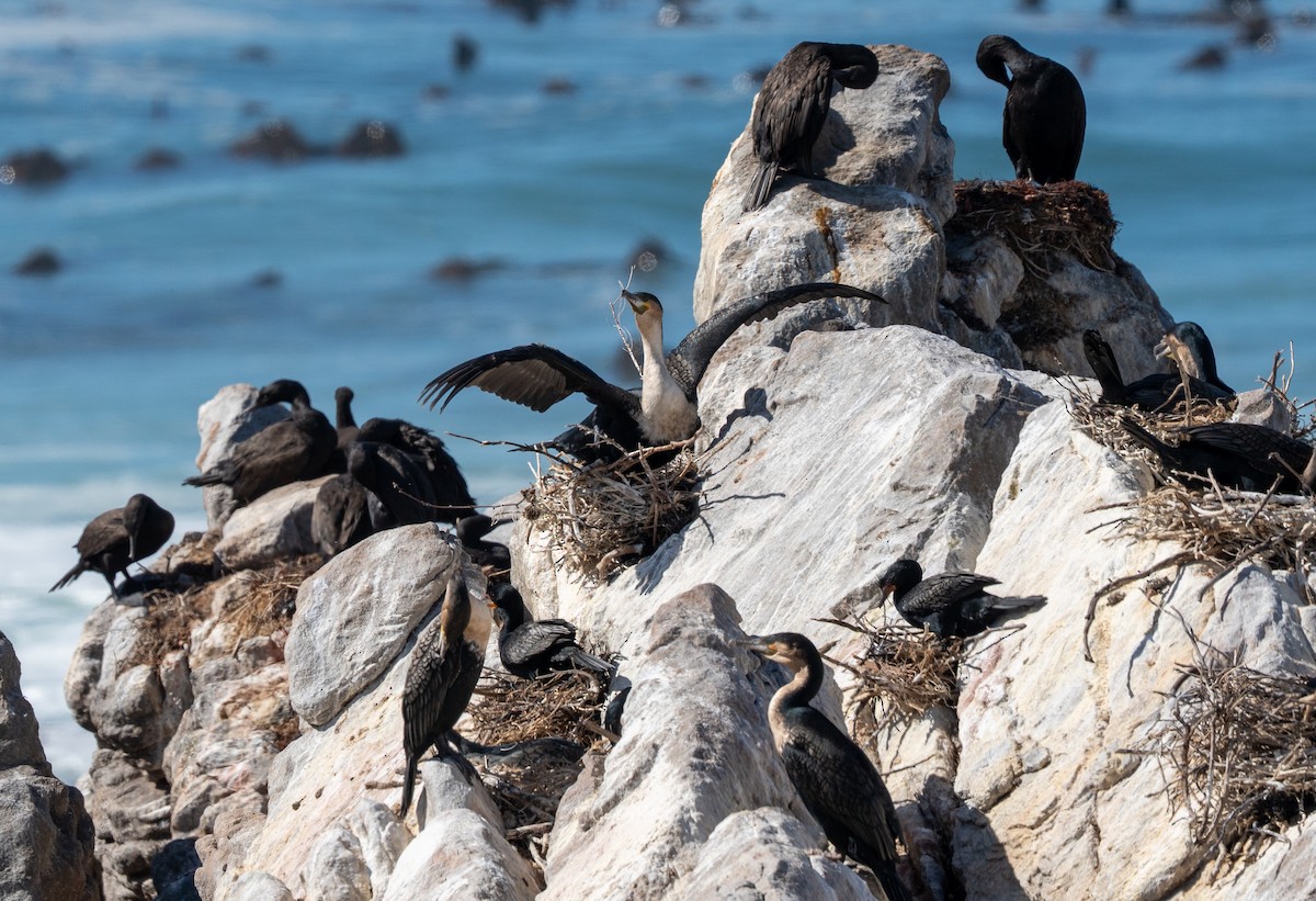 Kormoran (lucidus) - ML642088274