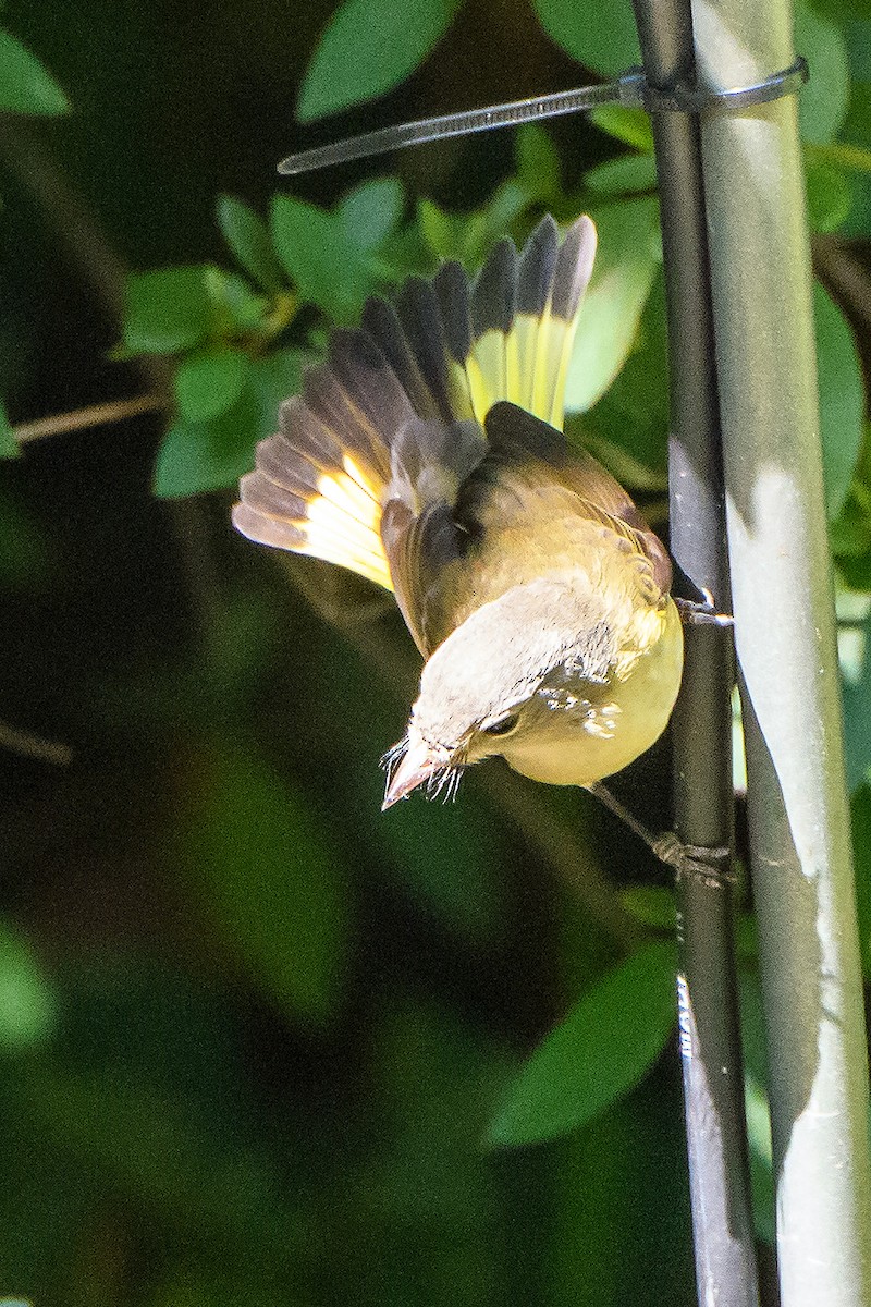 American Redstart - ML642088281