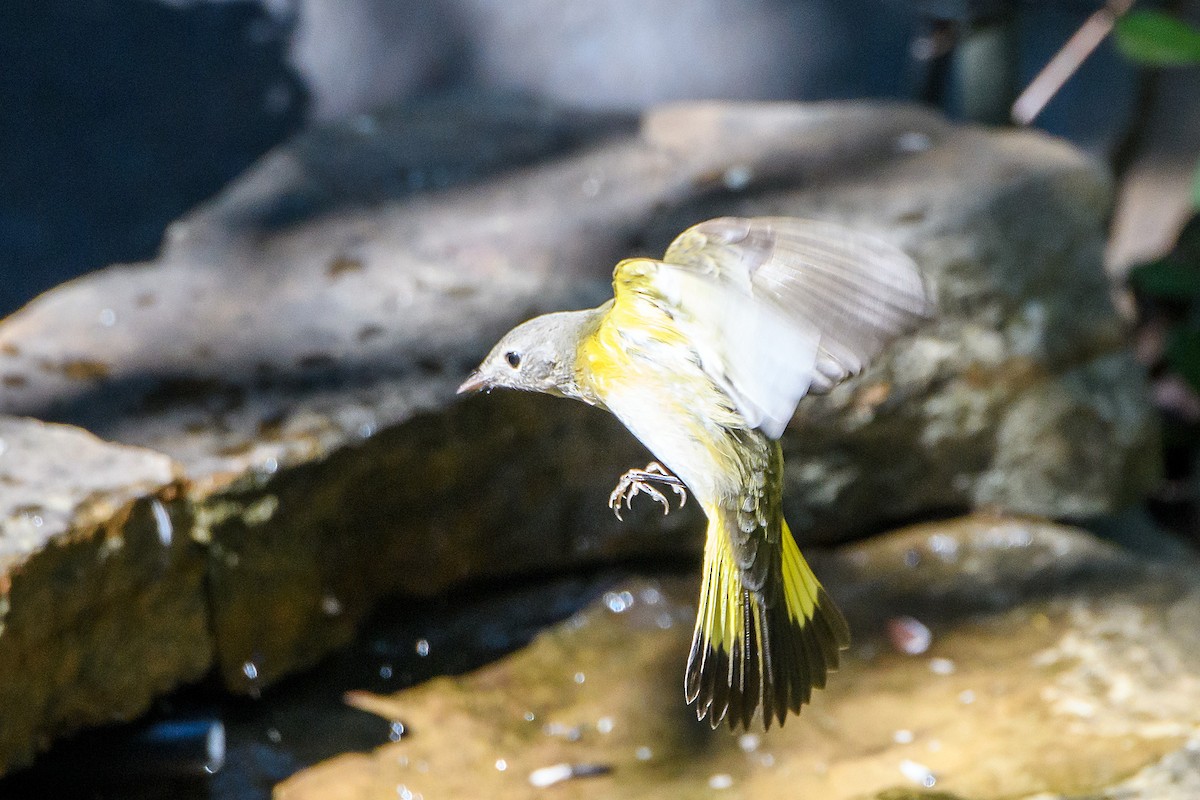 American Redstart - ML642088282