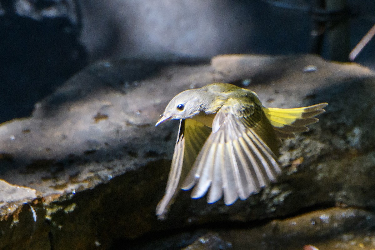 American Redstart - ML642088283