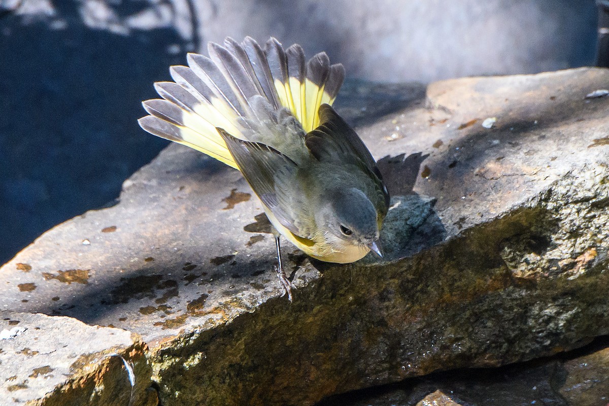 American Redstart - ML642088284