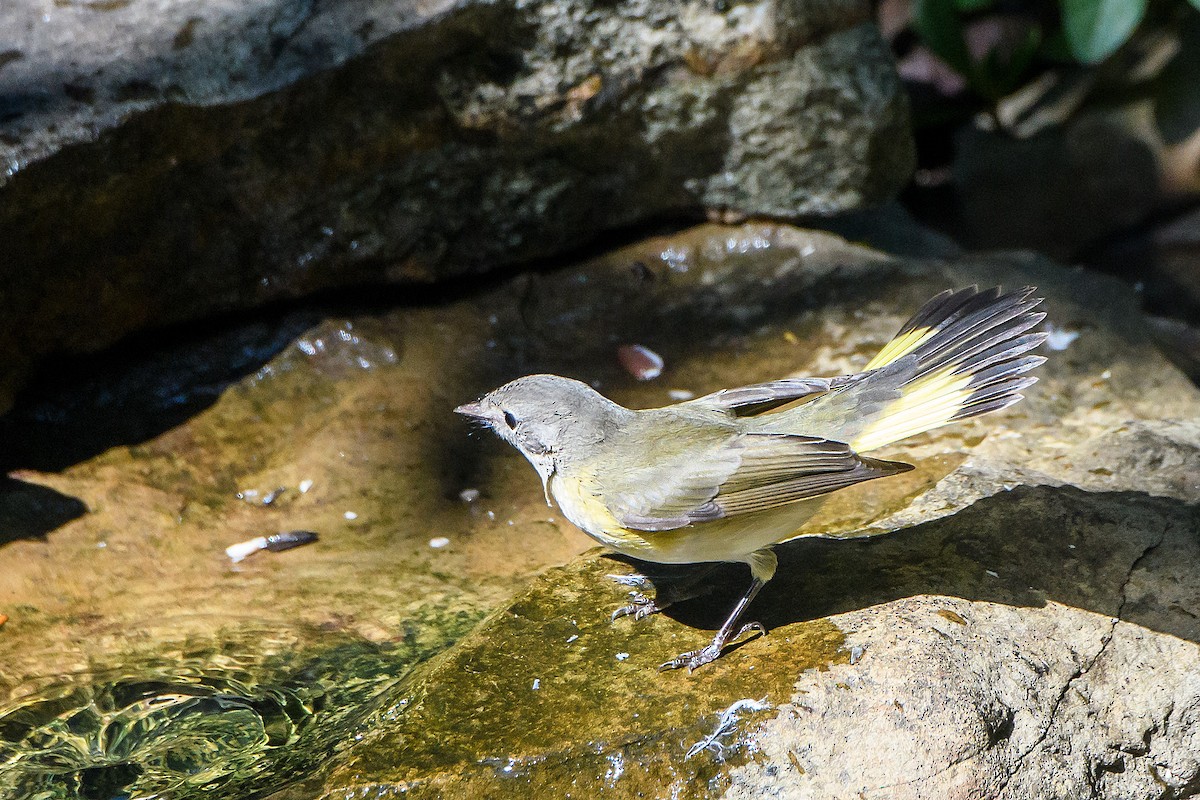 American Redstart - ML642088285