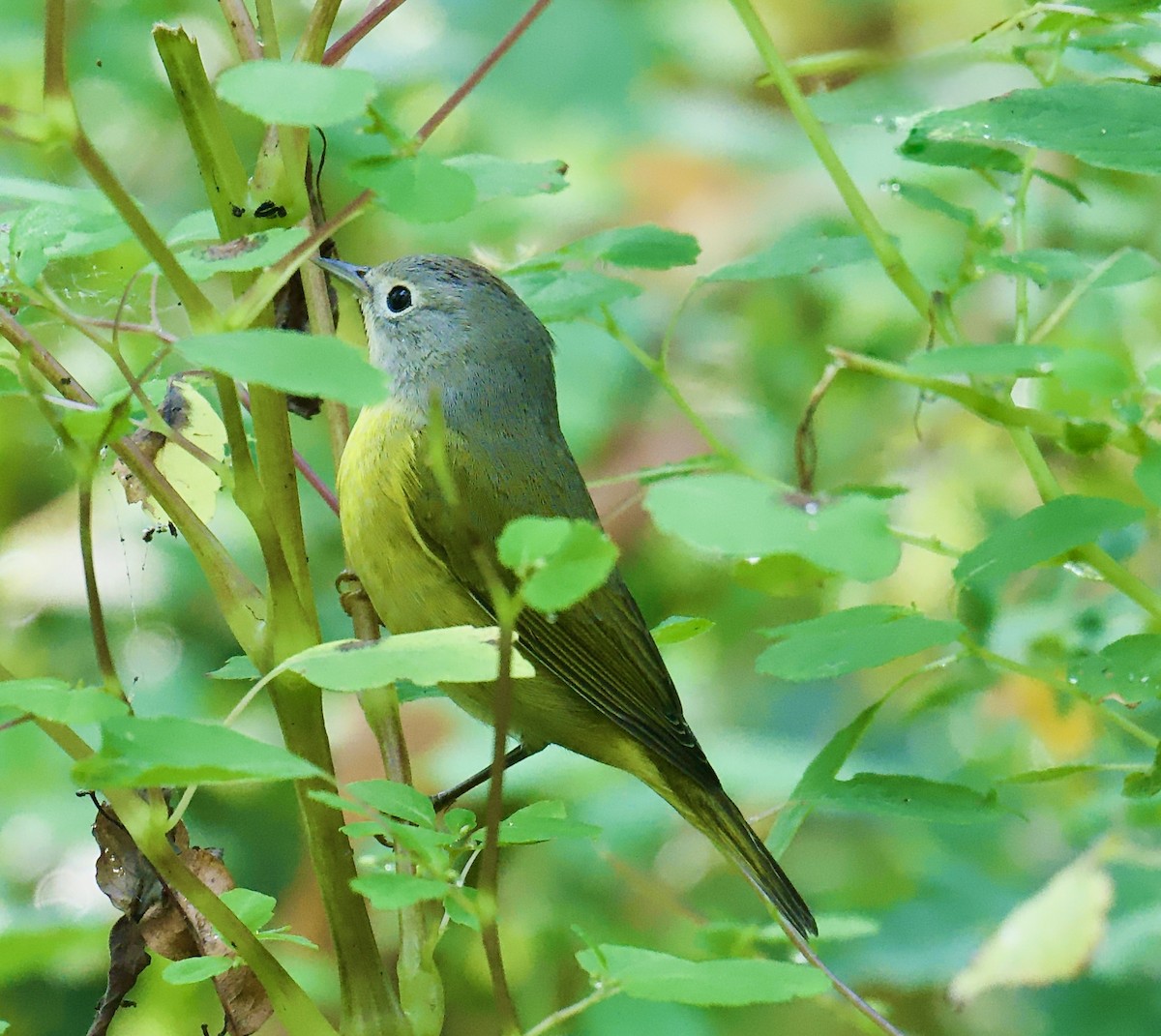 Nashville Warbler - ML642088288