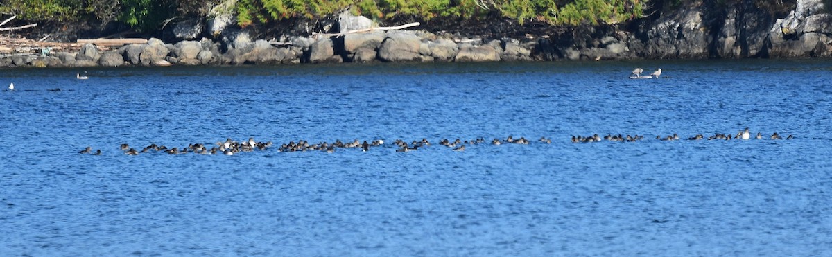 Rhinoceros Auklet - ML642088310