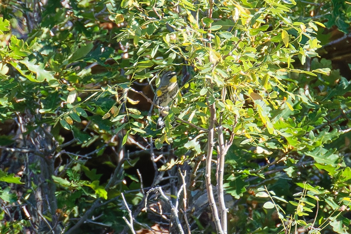 Yellow-rumped Warbler (Audubon's) - ML642088311