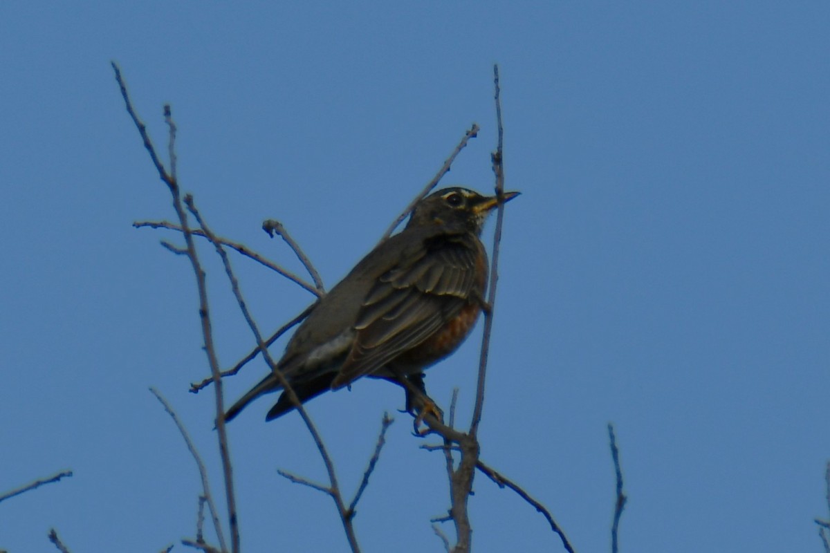 American Robin - ML642088319