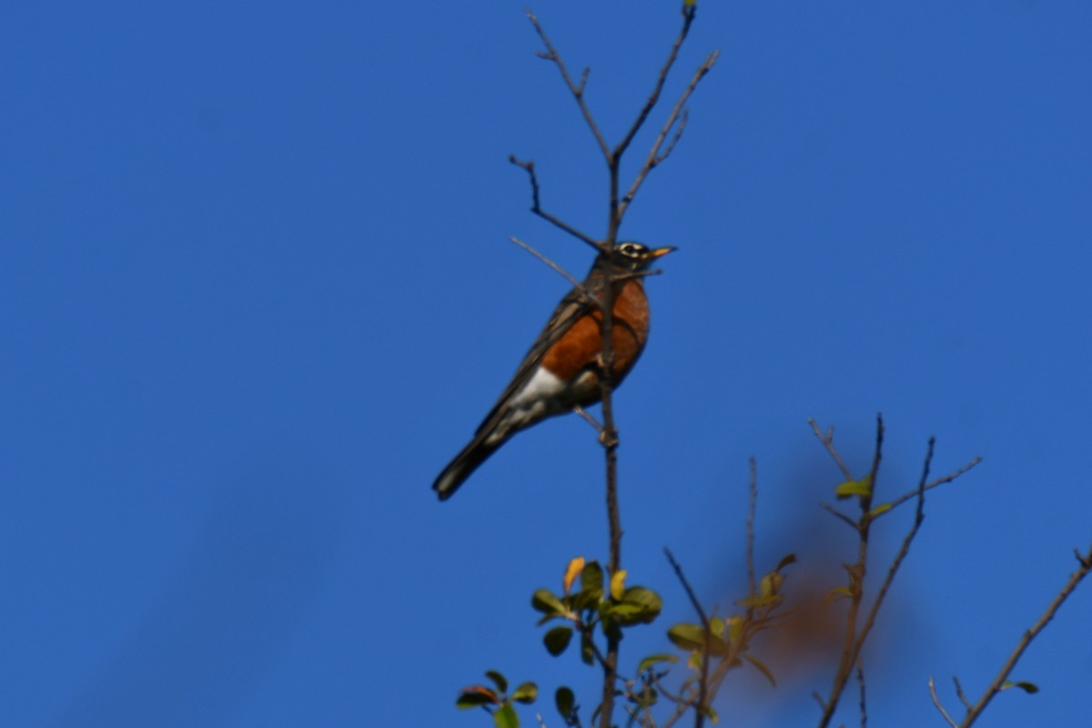 American Robin - ML642088320