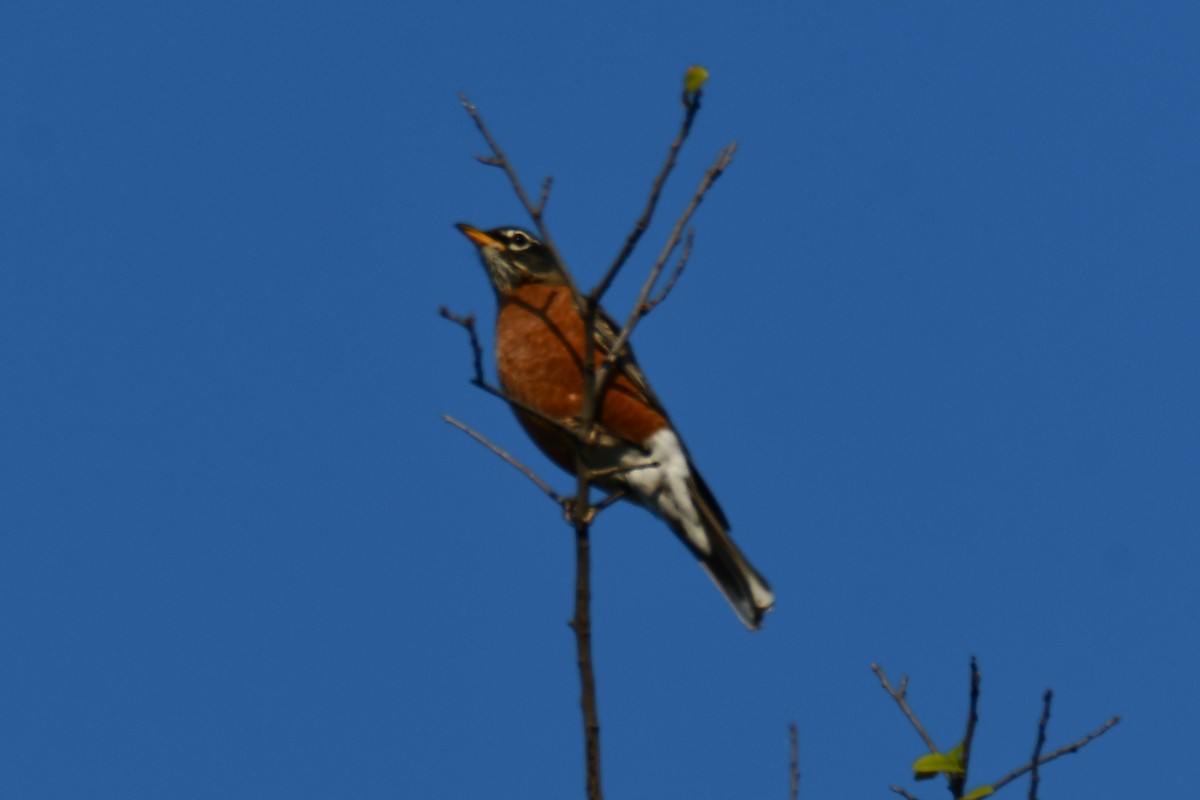 American Robin - ML642088321