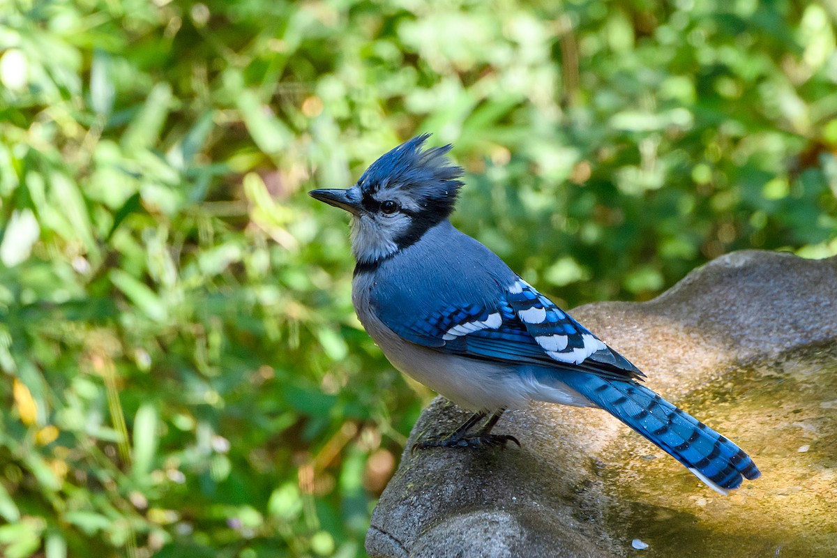 Geai bleu - ML642088324