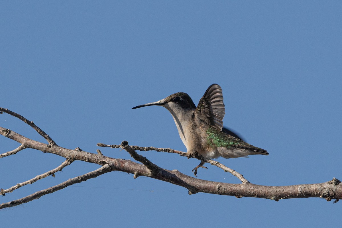 Ruby-throated Hummingbird - ML642088341