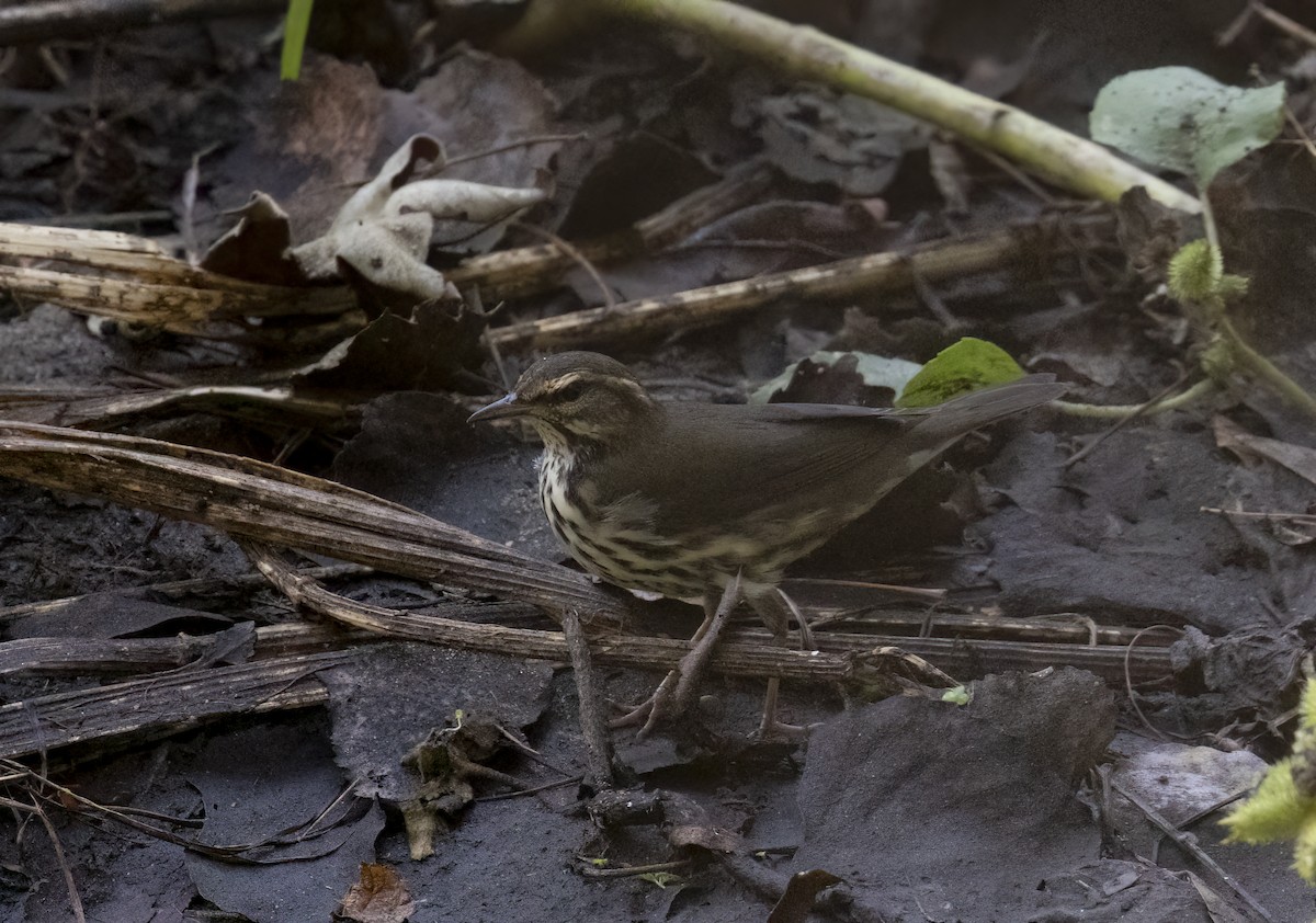 Northern Waterthrush - ML642088346