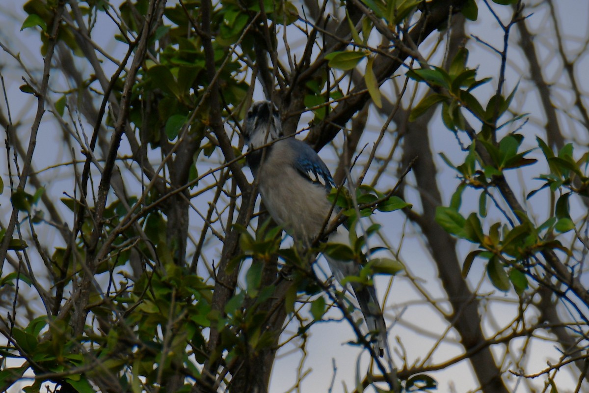 Geai bleu - ML642088348