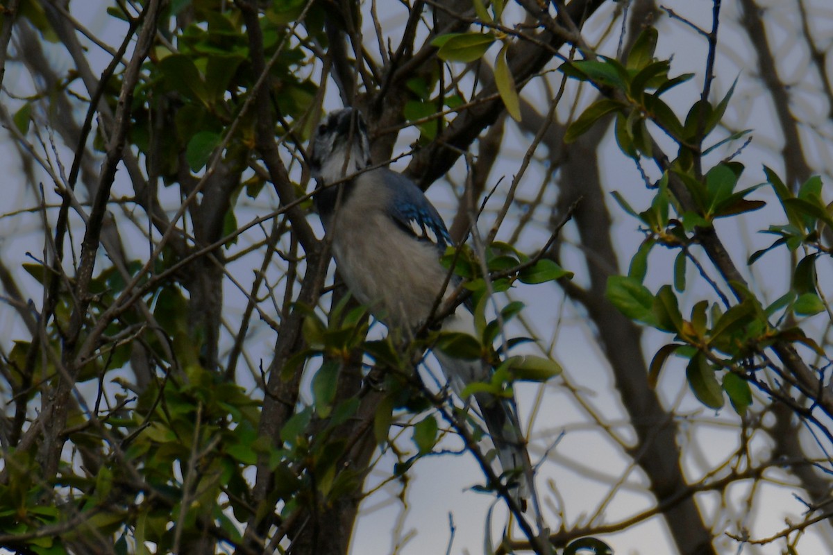 Geai bleu - ML642088349