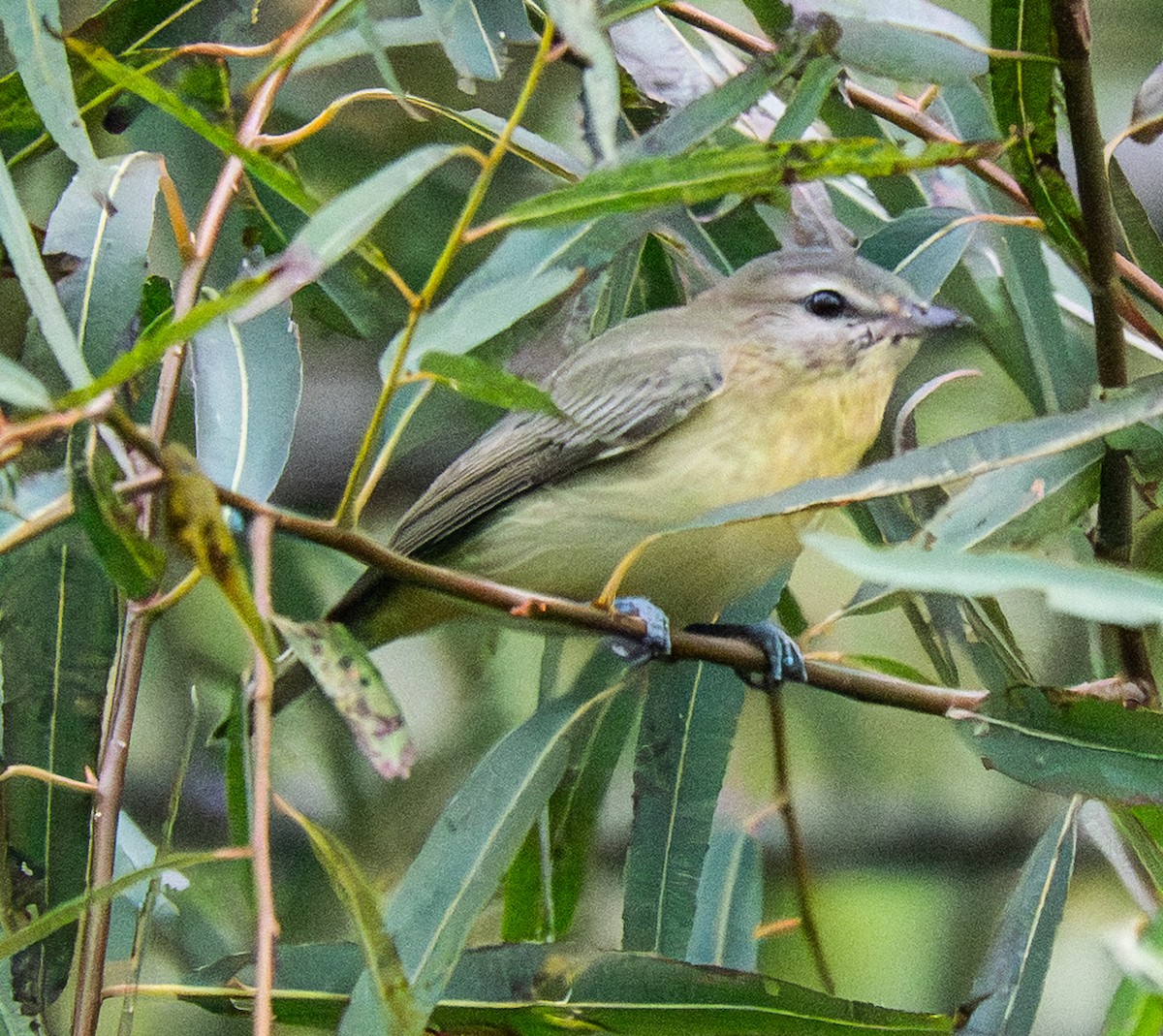 Philadelphia Vireo - ML642088361