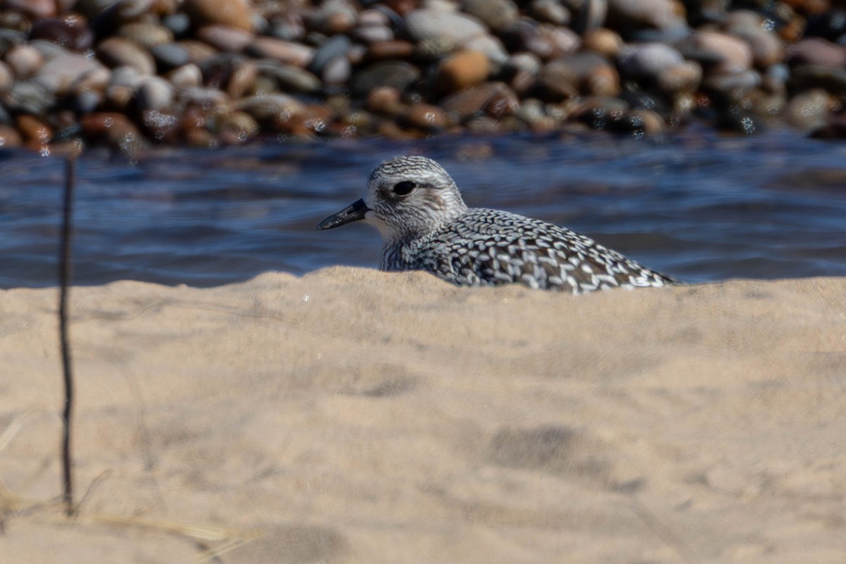 Black-bellied Plover - ML642088363