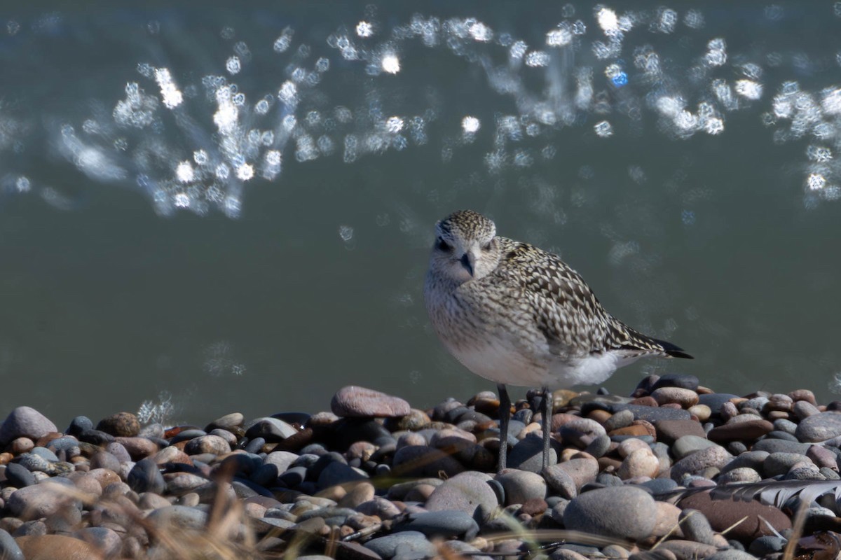 Black-bellied Plover - ML642088364