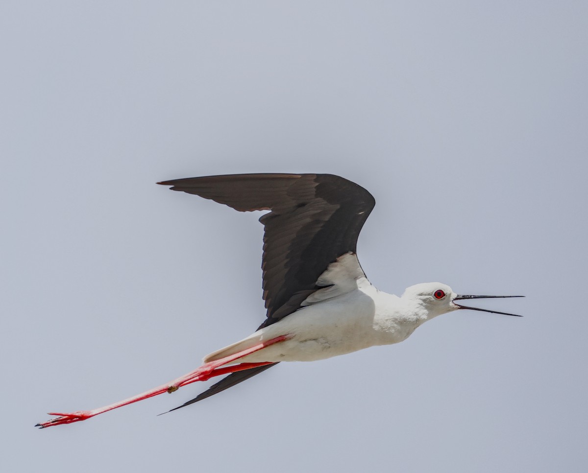 Black-winged Stilt - ML642088365