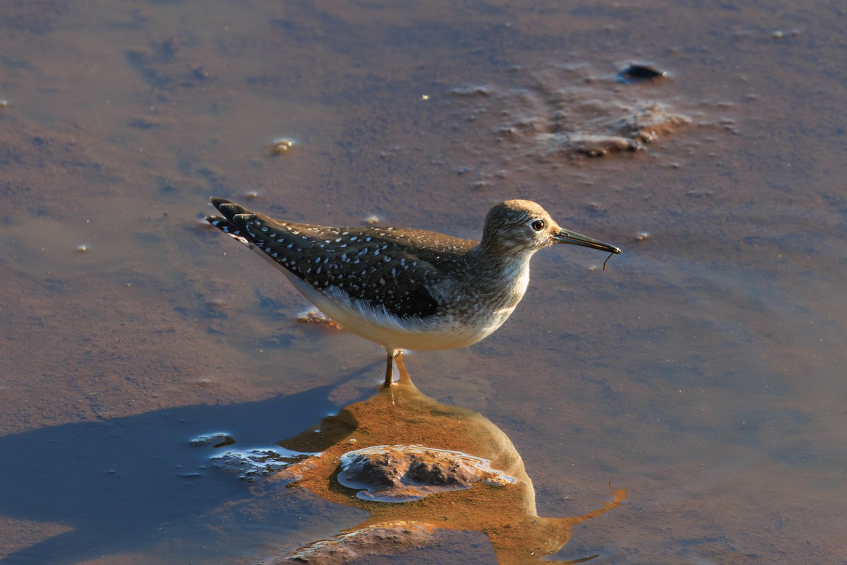 Solitary Sandpiper - ML642088366