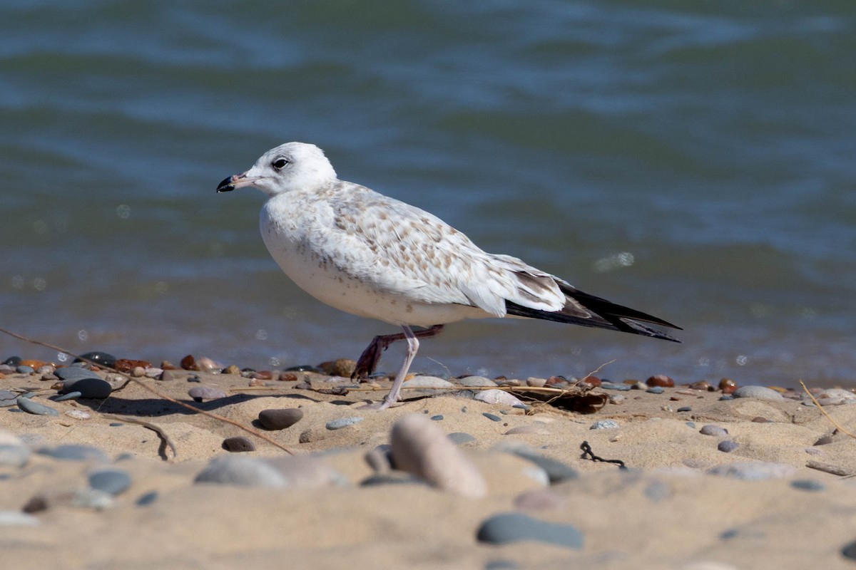 Ring-billed Gull - ML642088367