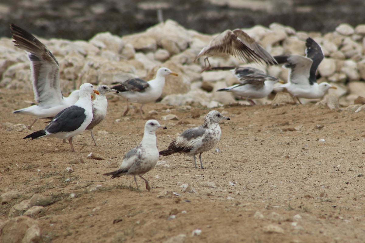 California Gull - ML642088368