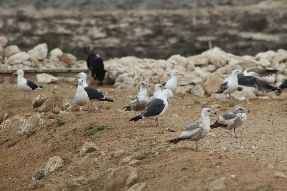 California Gull - ML642088369