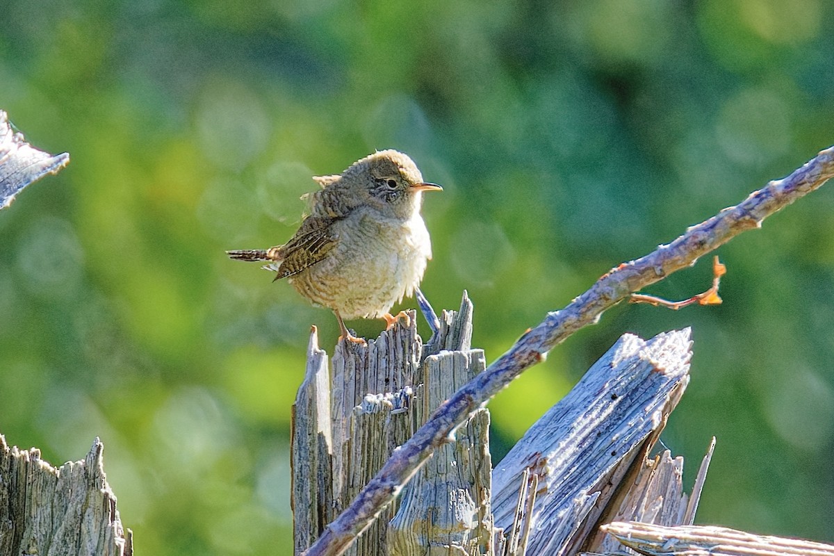 Northern House Wren - ML642088370