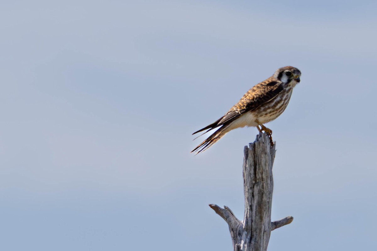 American Kestrel - ML642088372