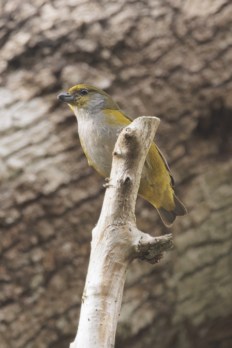 Green-throated Euphonia - ML642088373