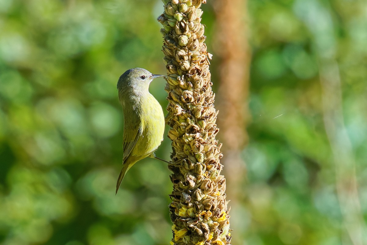 Orange-crowned Warbler - ML642088376