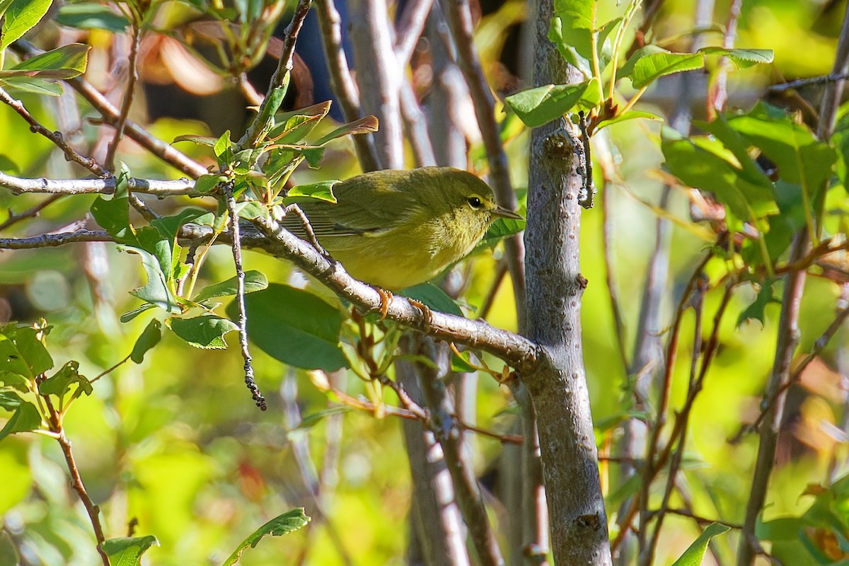 Orange-crowned Warbler - ML642088377