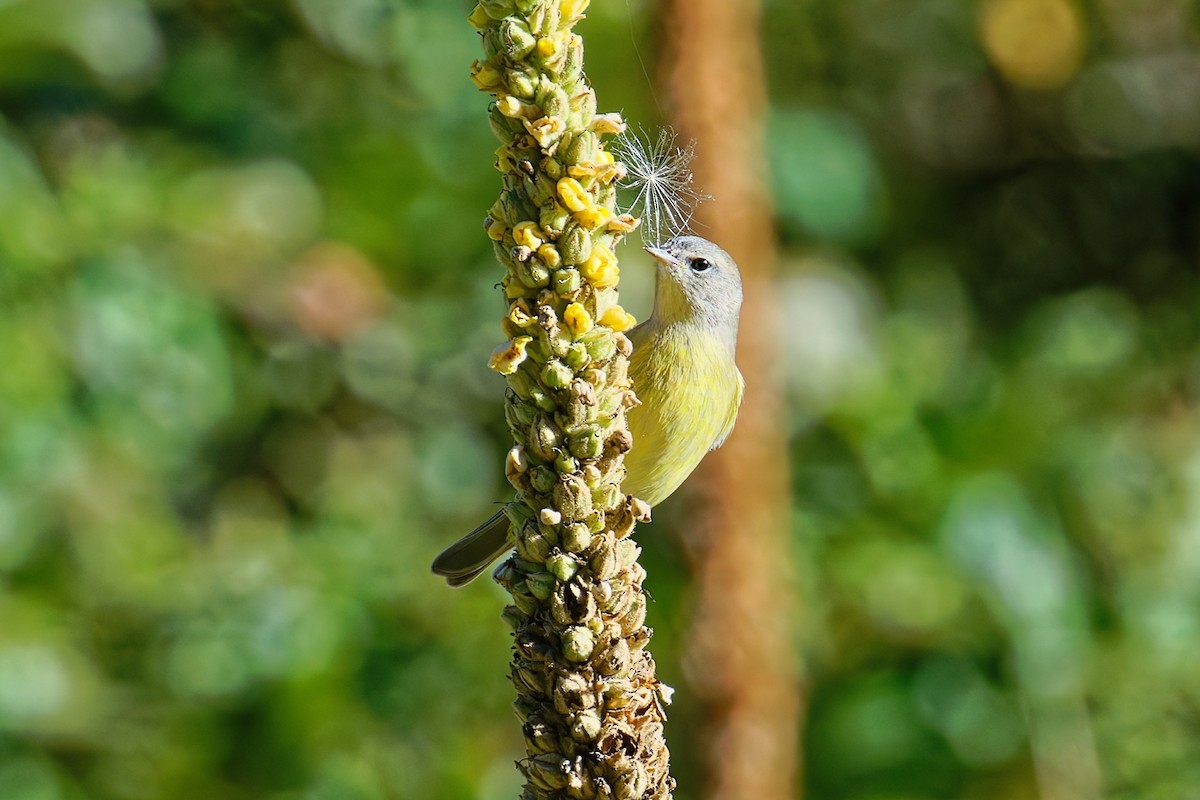 Orange-crowned Warbler - ML642088378