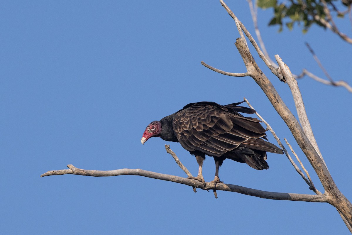 Turkey Vulture - ML642088381