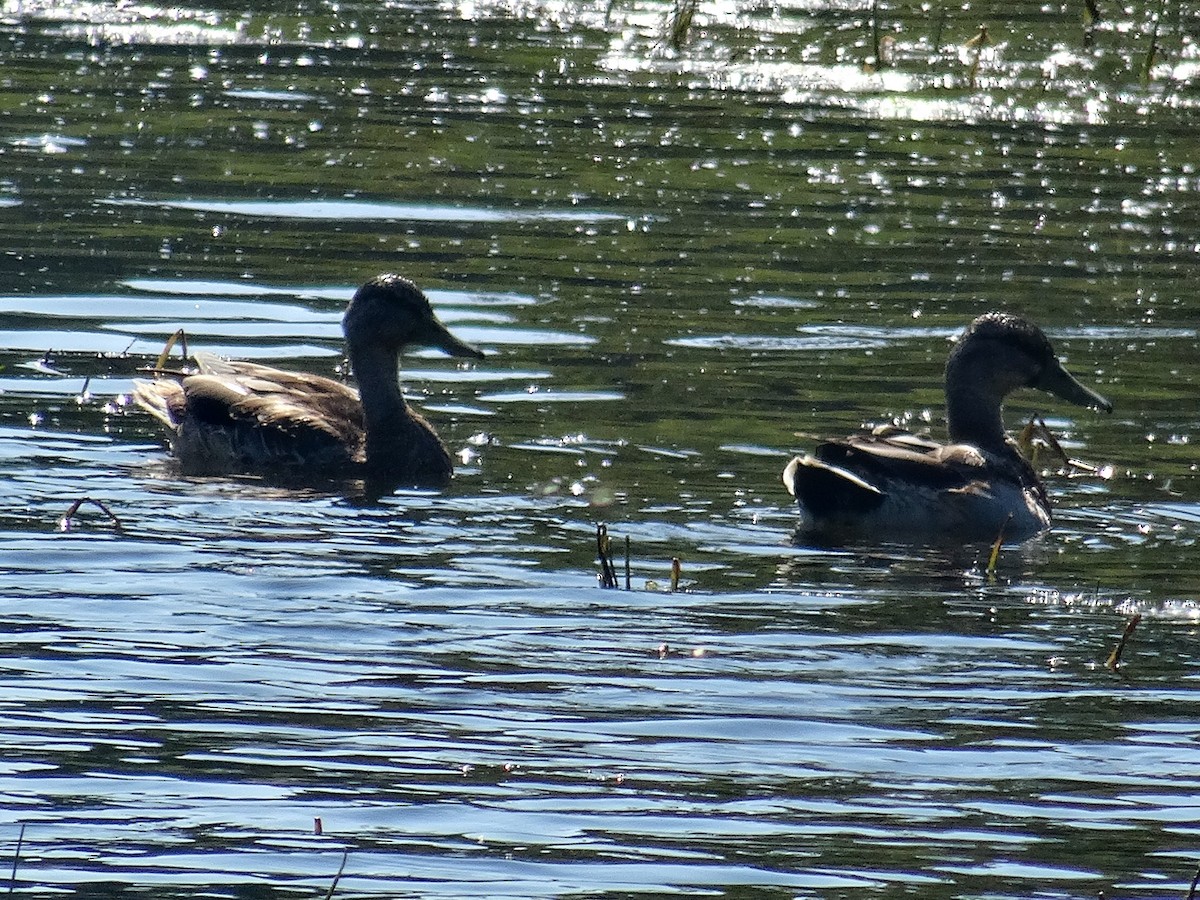 Mallard - ML642088382