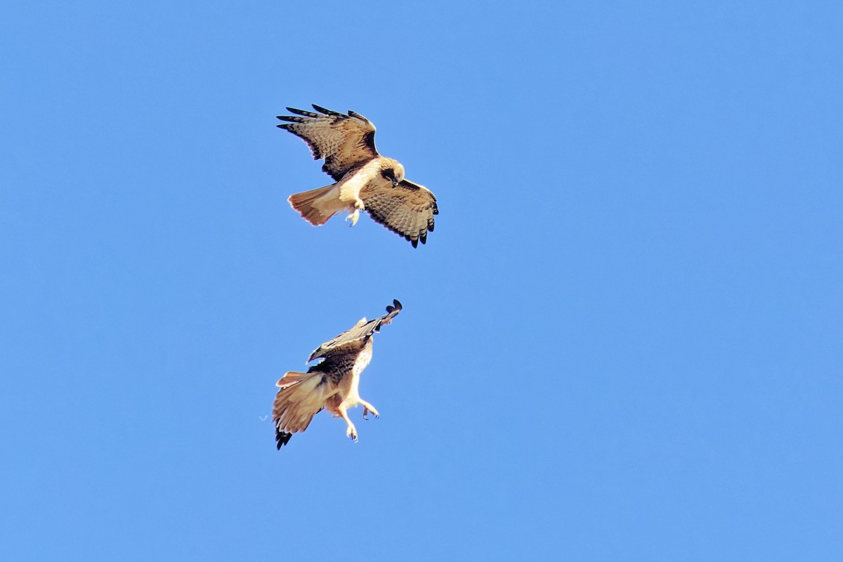 Red-tailed Hawk - ML642088383