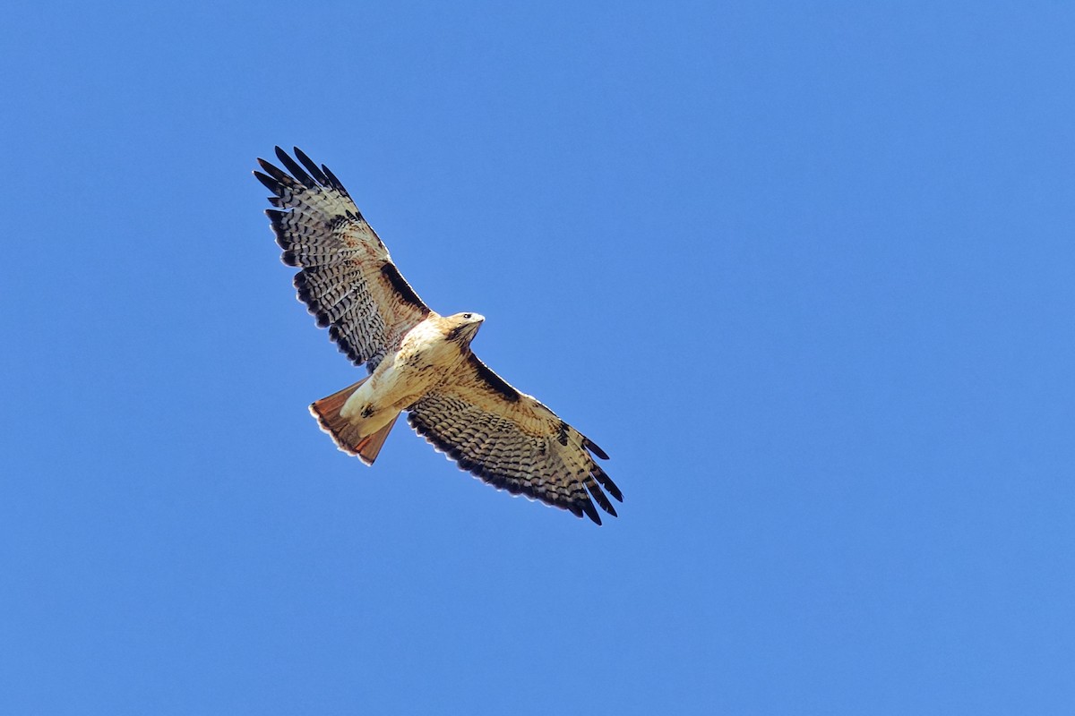Red-tailed Hawk - ML642088384