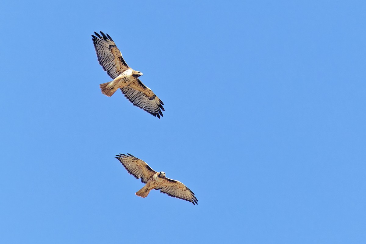 Red-tailed Hawk - ML642088385