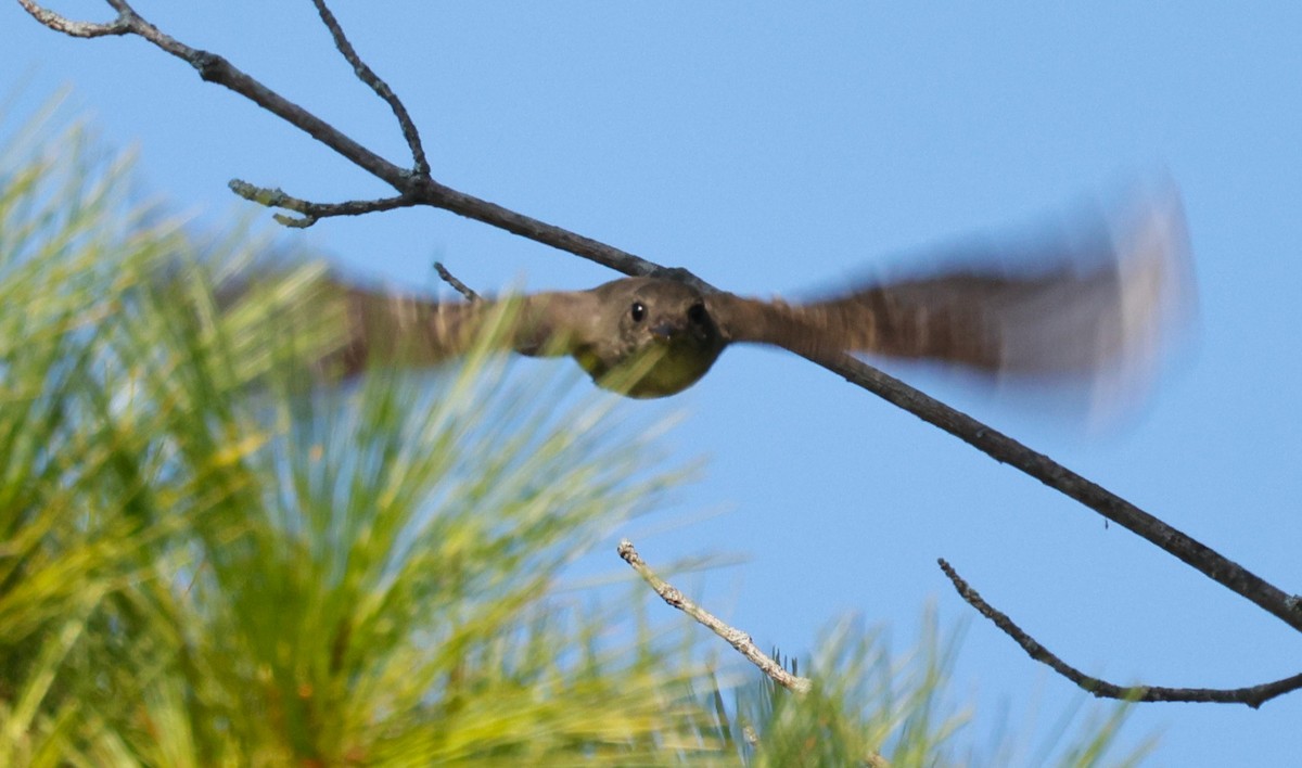 Eastern Phoebe - ML642088386