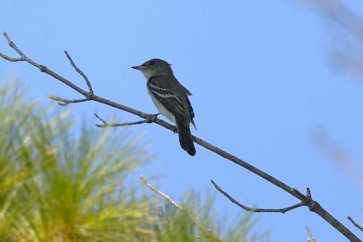 Eastern Phoebe - ML642088387